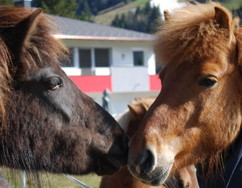 Pferde am Ployergut