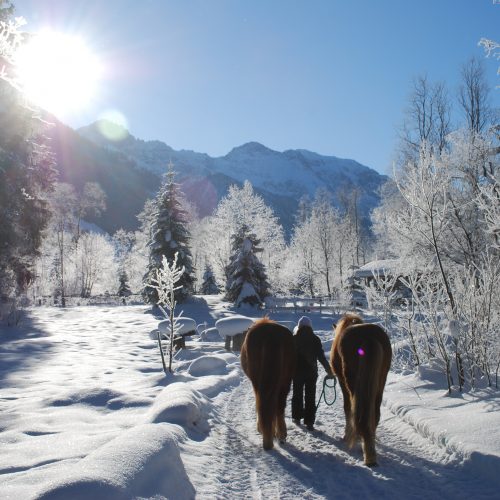 Winter Pferde (3)
